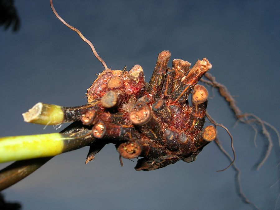 Dryopteridaceae Elaphoglossum auripilum