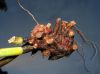 image of Elaphoglossum auripilum