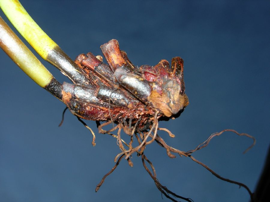 Dryopteridaceae Elaphoglossum auripilum