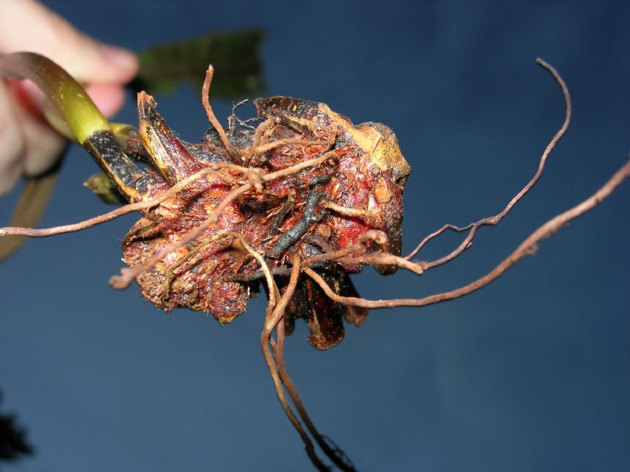 Dryopteridaceae Elaphoglossum auripilum