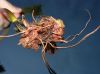 image of Elaphoglossum auripilum