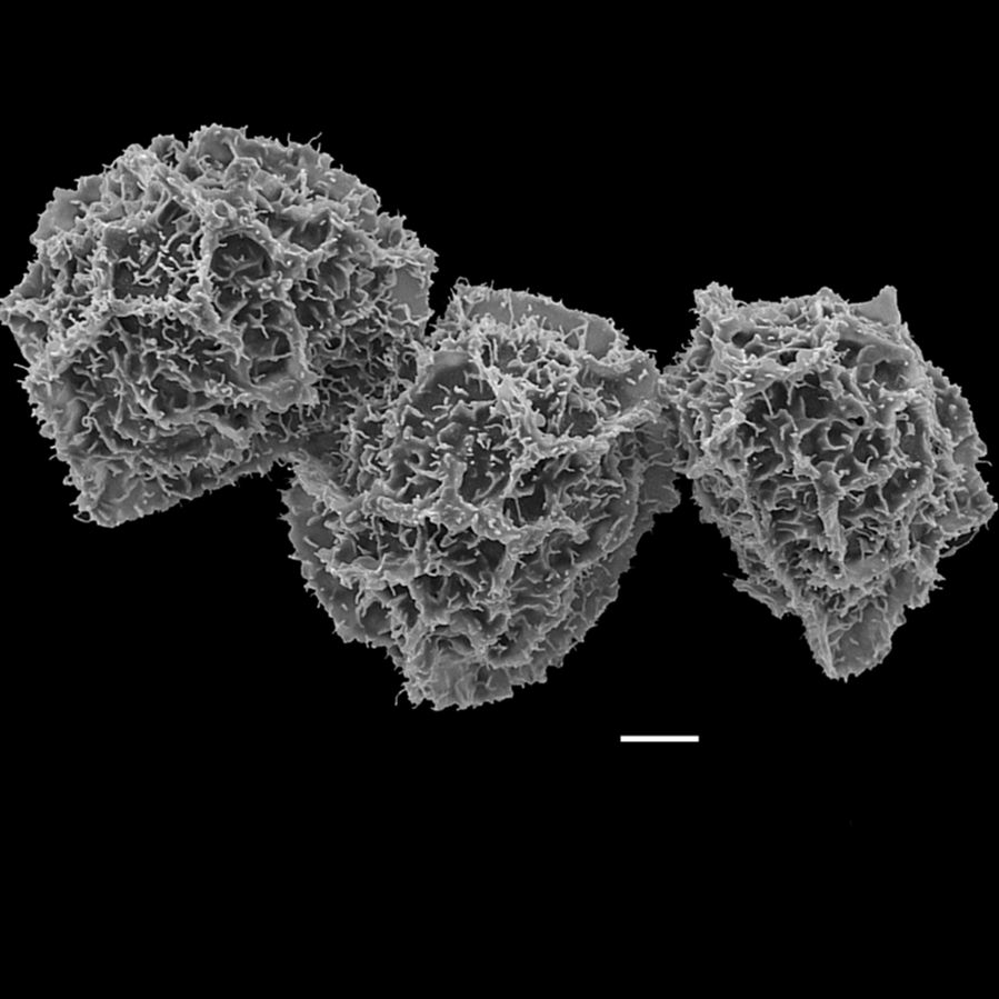 Blechnaceae Parablechnum lechleri
