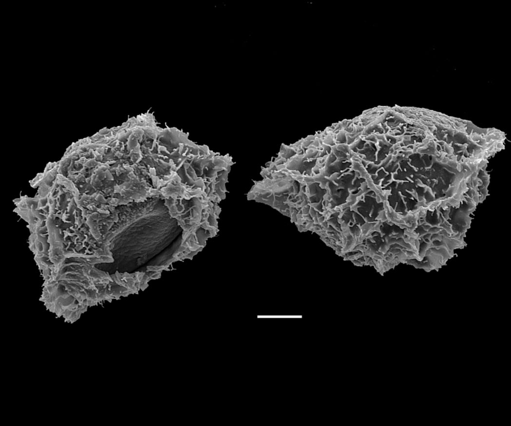 Blechnaceae Parablechnum lechleri