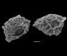 image of Parablechnum lechleri