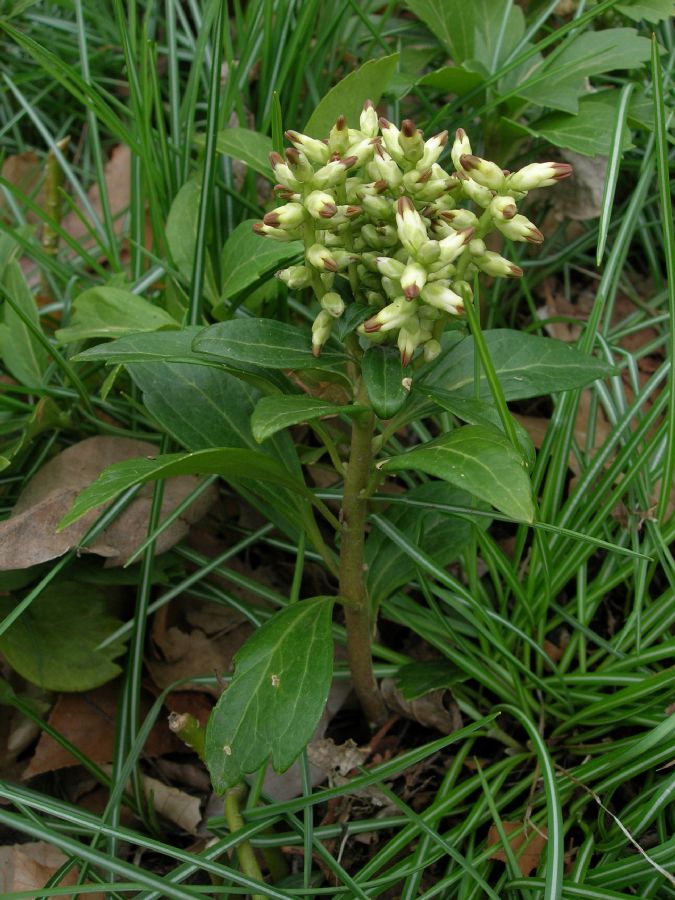 Buxaceae Pachysandra terminalis