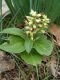 image of Pachysandra terminalis
