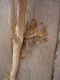 image of Campsis radicans