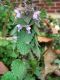 image of Lamium purpureum