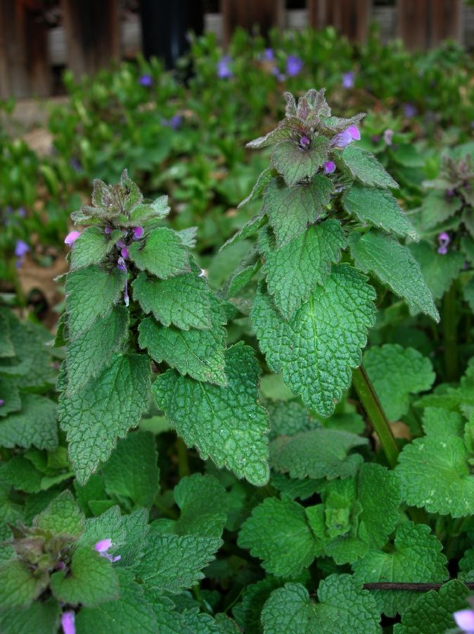 Lamiaceae Lamium purpureum