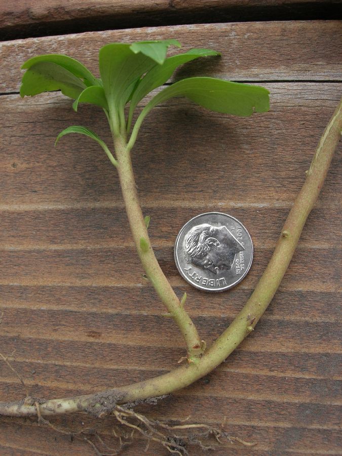 Buxaceae Pachysandra terminalis