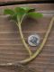 image of Pachysandra terminalis