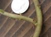 image of Pachysandra terminalis