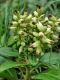 image of Pachysandra terminalis