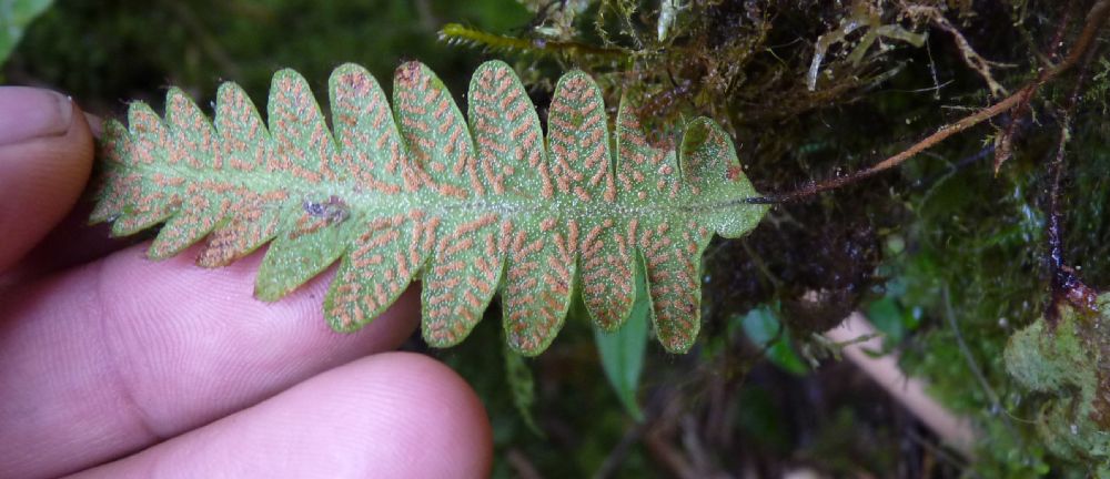 Grammitidaceae Ceradenia tryonorum