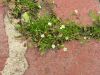 image of Arenaria stricta