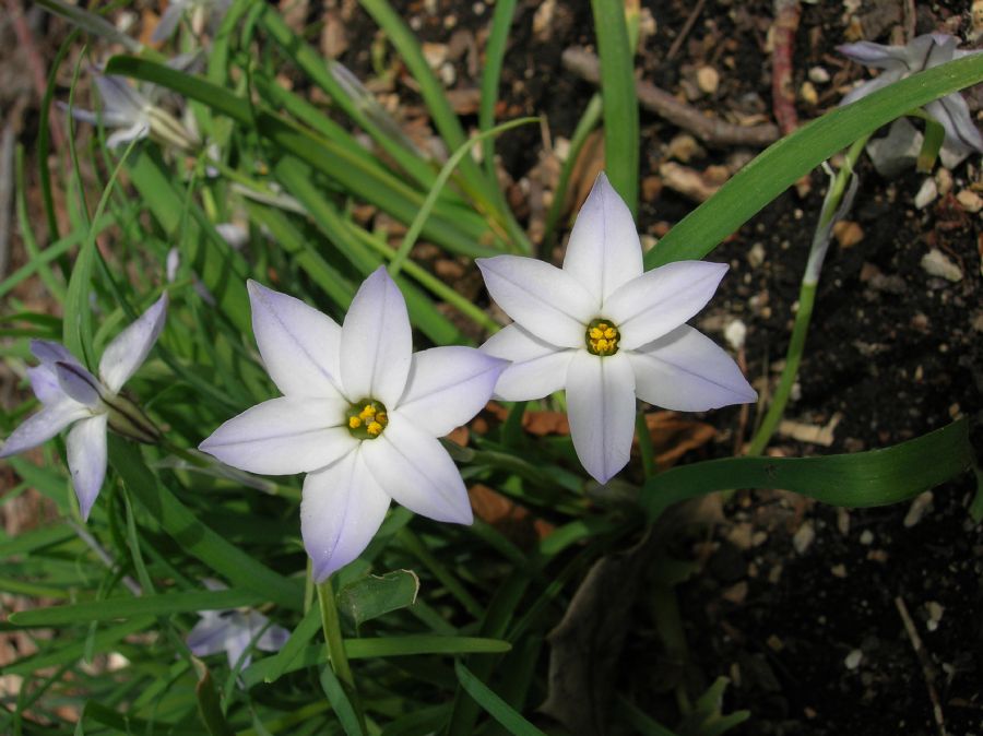 Amaryllidaceae Ipheion uniflorum