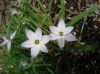 image of Ipheion uniflorum
