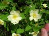 image of Kerria japonica