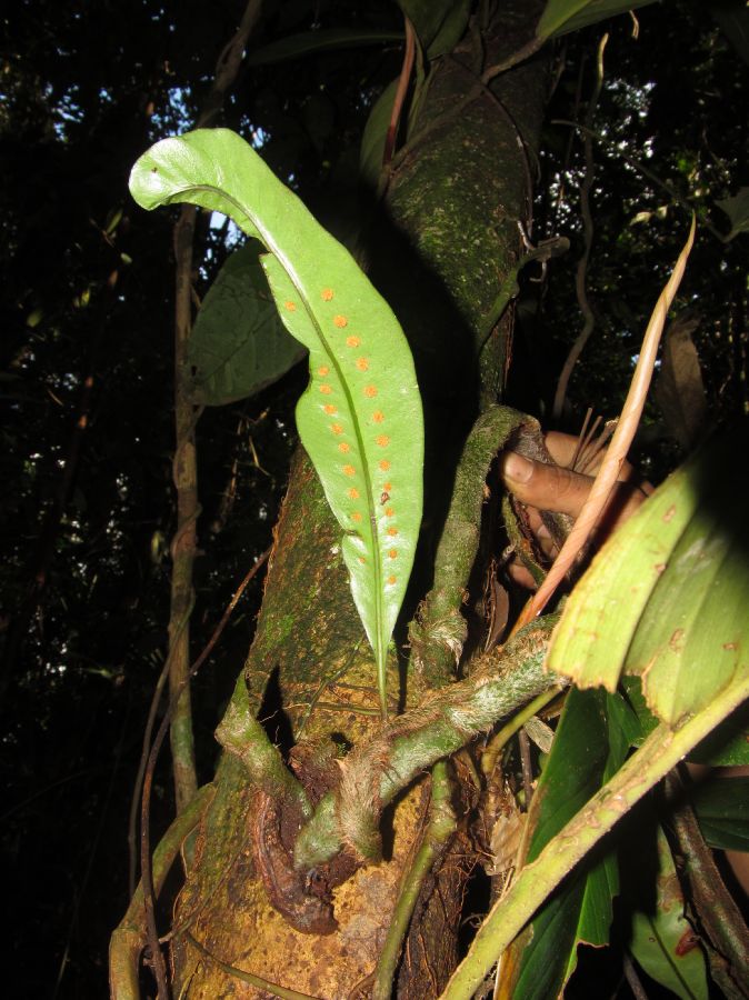 Polypodiaceae Microgramma megalophylla