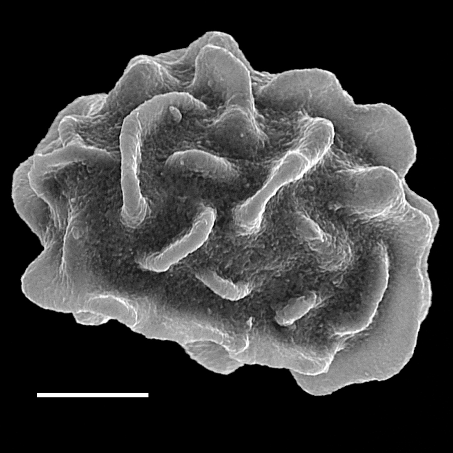 Dryopteridaceae Arachniodes rhomboidea