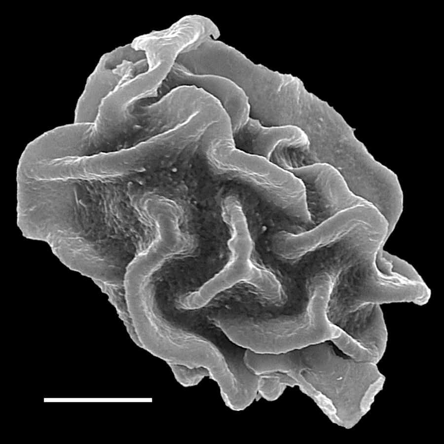 Dryopteridaceae Arachniodes rhomboidea