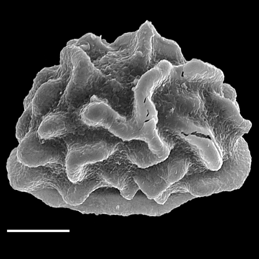 Dryopteridaceae Arachniodes rhomboidea