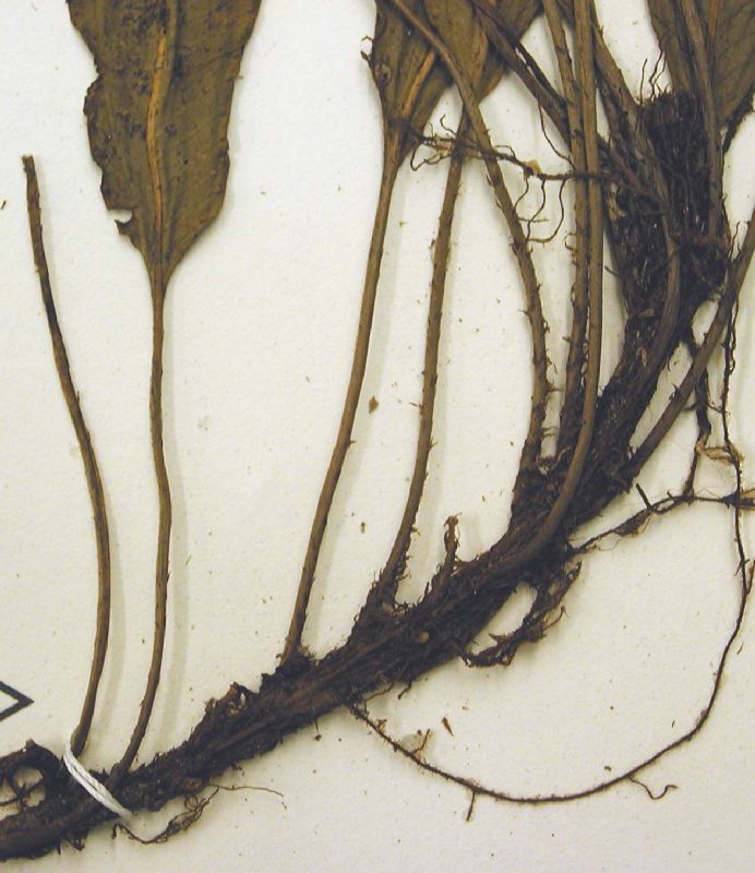 Dryopteridaceae Elaphoglossum alfredii