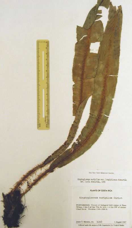 Dryopteridaceae Elaphoglossum auripilum