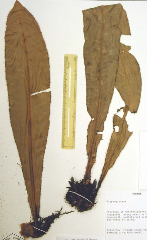 Dryopteridaceae Elaphoglossum backhousianum