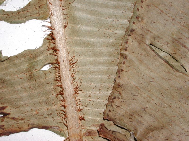 Dryopteridaceae Elaphoglossum bakeri