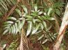 image of Polybotrya espiritosantensis