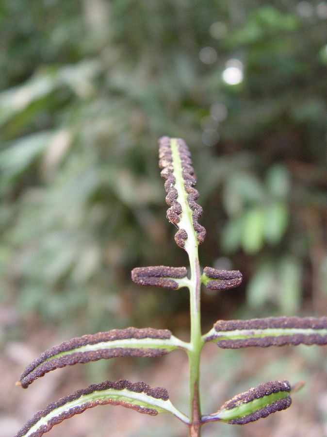 Dryopteridaceae Polybotrya espiritosantensis