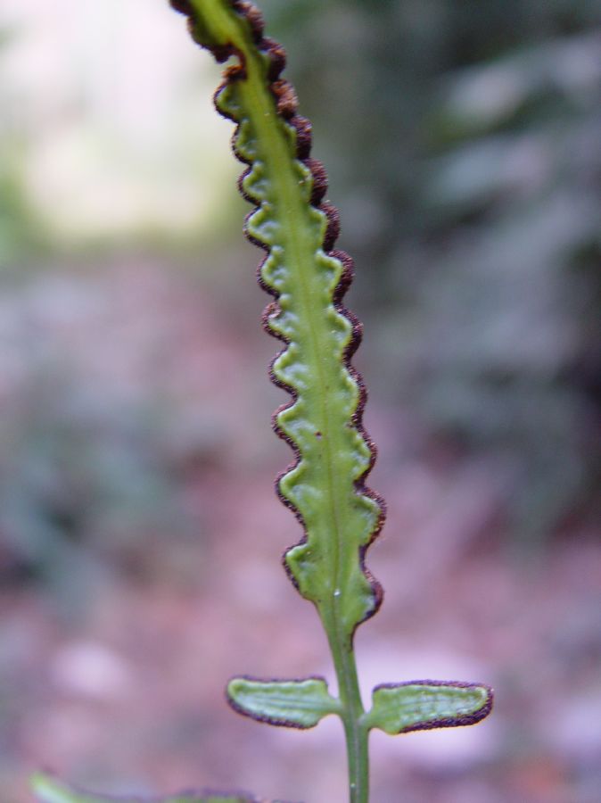 Dryopteridaceae Polybotrya espiritosantensis