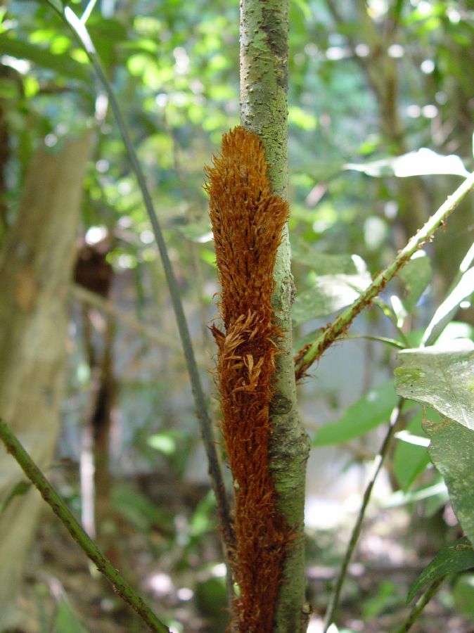 Dryopteridaceae Polybotrya espiritosantensis
