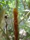 image of Polybotrya espiritosantensis