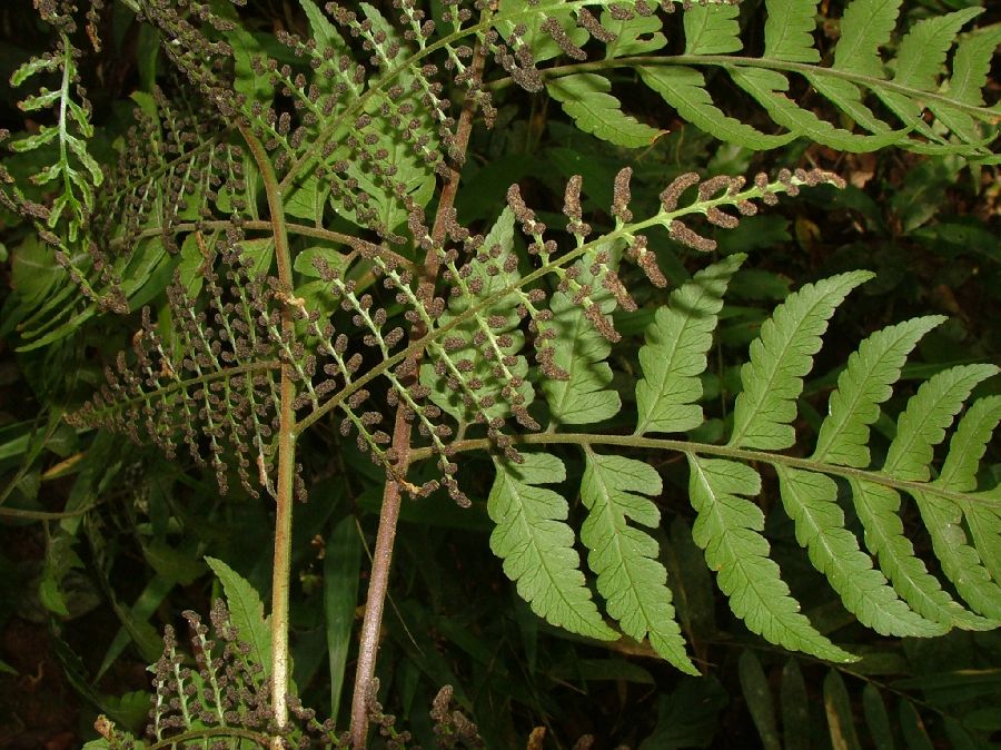 Dryopteridaceae Polybotrya semipinnata