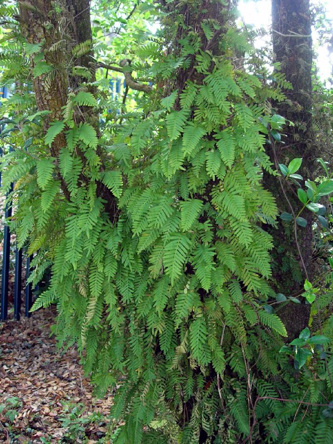 Polypodiaceae Pleopeltis michauxiana