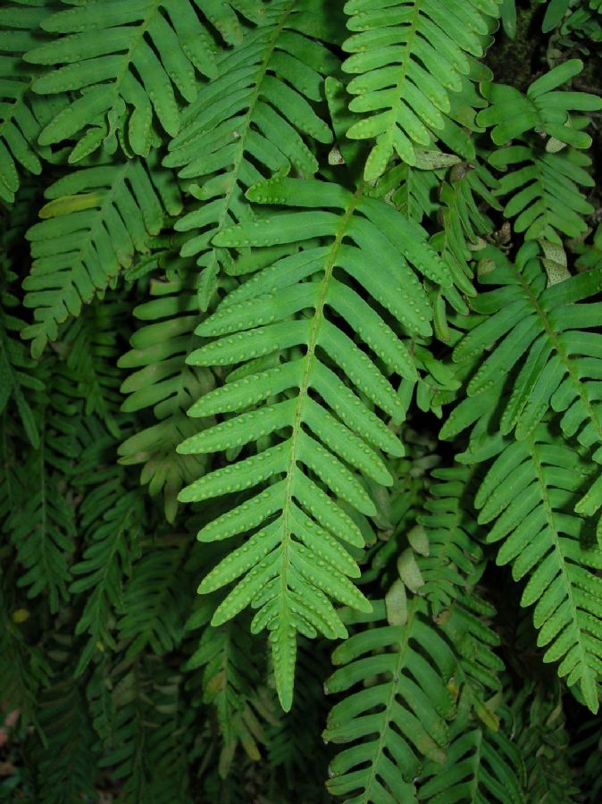 Polypodiaceae Pleopeltis michauxiana