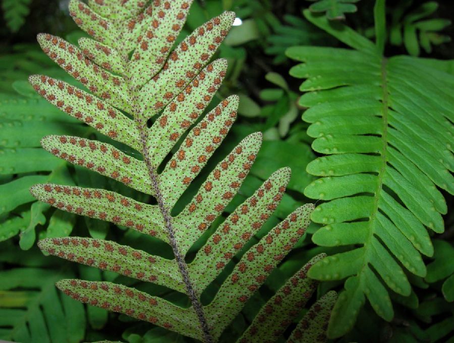 Polypodiaceae Pleopeltis michauxiana