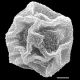 image of Cyclodium akawaiorum