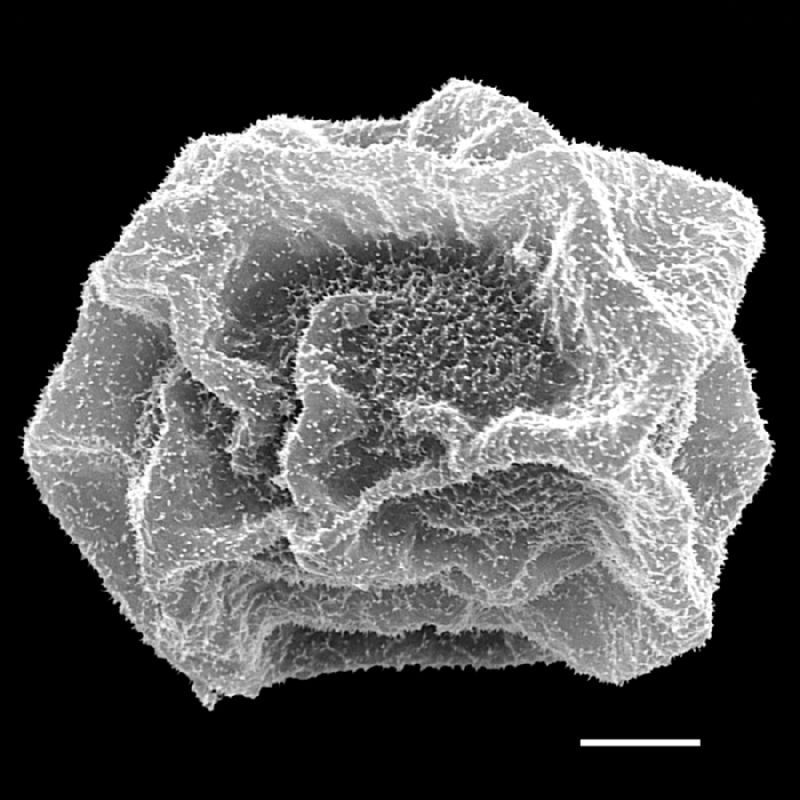 Dryopteridaceae Cyclodium akawaiorum