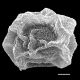image of Cyclodium akawaiorum