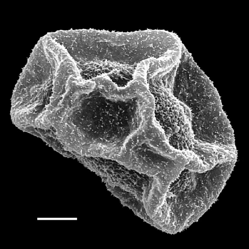 Dryopteridaceae Cyclodium akawaiorum