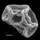 image of Cyclodium akawaiorum