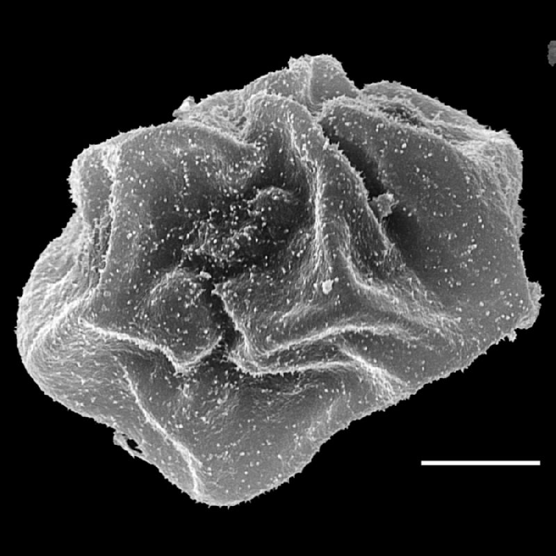 Dryopteridaceae Cyclodium guianense