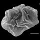 image of Cyclodium guianense