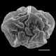 image of Cyclodium guianense