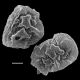 image of Cyclodium guianense