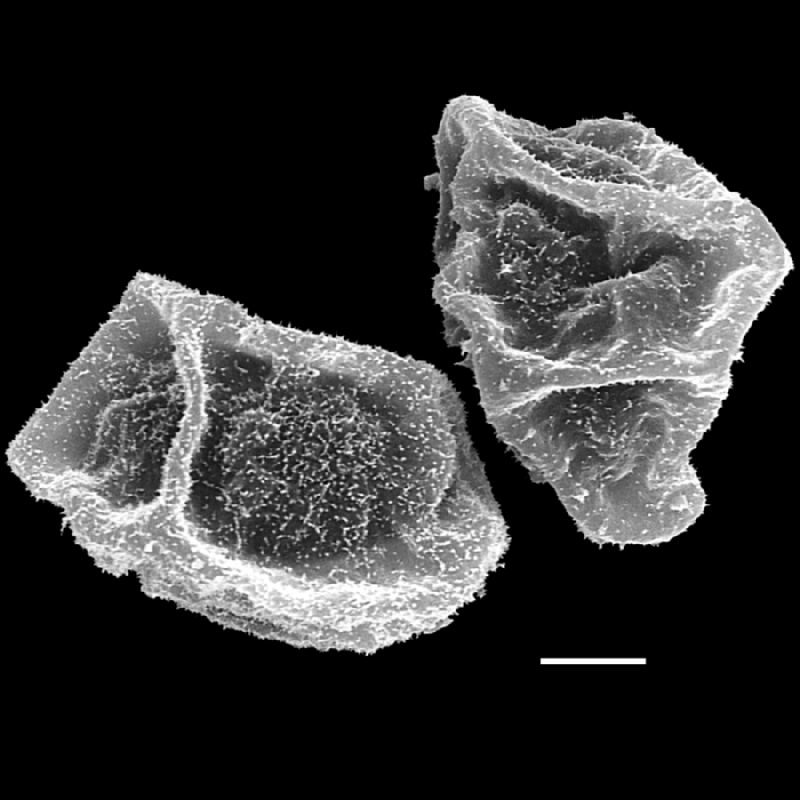Dryopteridaceae Cyclodium inerme
