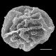 image of Cyclodium inerme